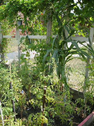 Tomatoes are always a popular choice in any garden. Tomatoes are always a popular choice in any garden.