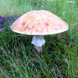 IMG_00072.jpg