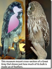 articles-Owl Physiology-Feathers-10