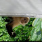 White headed Capuchin
