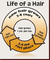 hair_growth_chart life of hair