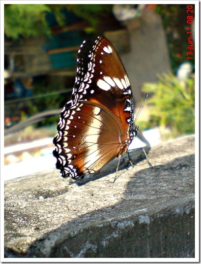 foto kupu-kupu common eggfly (Hypolimnas bolina) jantan
