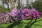 They are very shade tolerant and can thrive beneath trees.