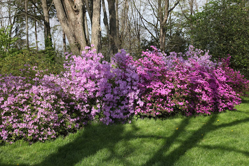 They are very shade tolerant and can thrive beneath trees.