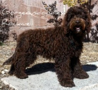 Chocolate Labradoodle, our stud Rockwell.