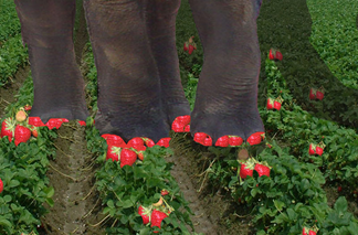 c0 An elephant with red toenails hiding in a strawberry patch.