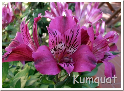 alstroemeria 5