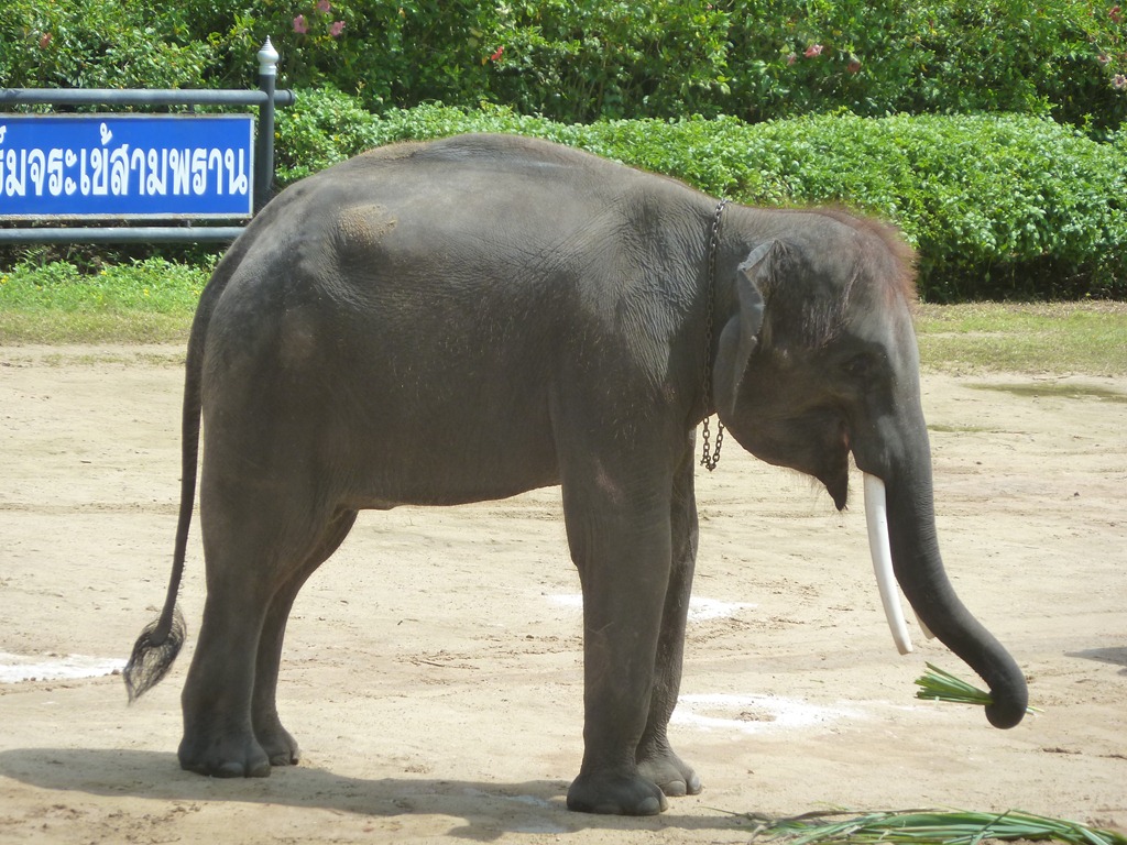 [Thailand-Bangkok-Elephant-and-Crocod%255B16%255D.jpg]