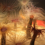 L'aquarium est magnifique et plein d'animation interactives. Les américains sont vraiment forts pour rendre les trucs divertissants.