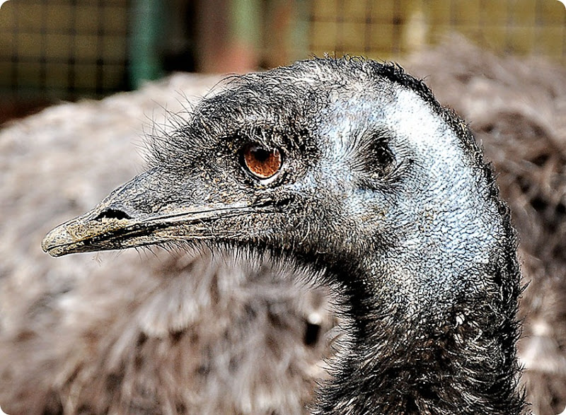 Emu1