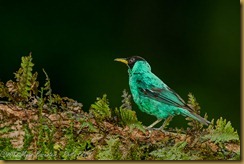 Green Honeycreeper - Chlorophanes spiza, horizonta Green Honeycreeper - Chlorophanes spiza, horizonta