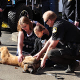 The Sacramento Sheriff's K9 Association held a fundraiser/demo today at Pet Food Express on FairOaks Blvd. Along with meeting the K9's, getting to rub a belly and meet their handlers, they had plenty of their new 2012 calendars on hand with dynamic images of the dogs and their handlers by XSiGHT Photography and Video. K9 Ike will be retiring soon and a large portion of the proceeds from the calendars helps with the K9's retirement medical coverage. More details and video to come at SacMav.com News_111231_SSDK9Demo_ArdenArcade