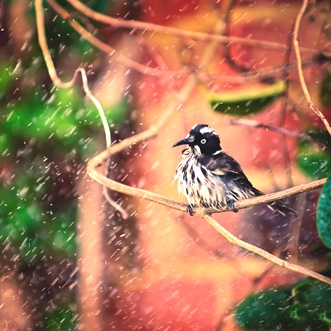 photographers-angiel-16 bird in the rain