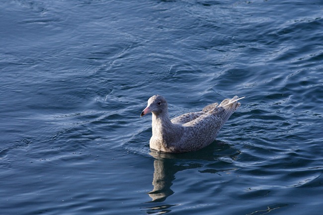 Glaucous Gull (8)