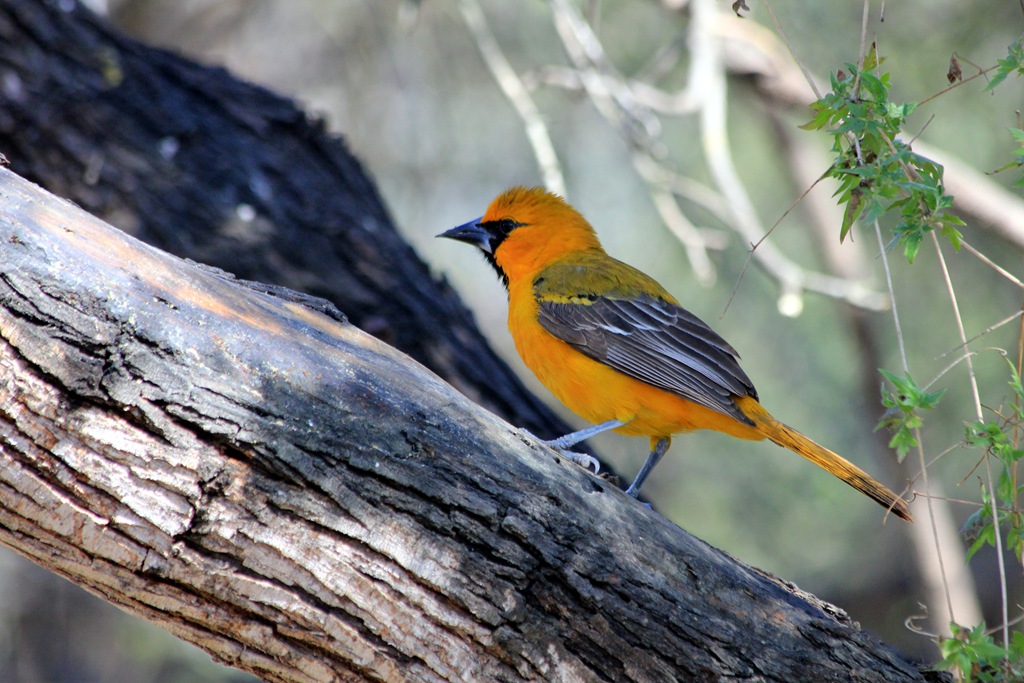 [120211_Salineno-142%255B4%255D.jpg]