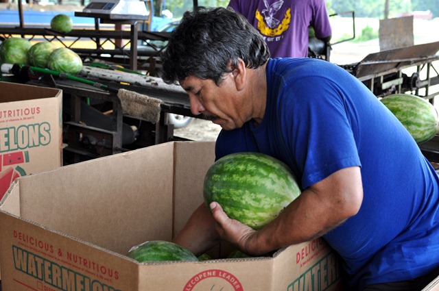 [watermelons%252011%25200705%2520%252833%2529%255B4%255D.jpg]