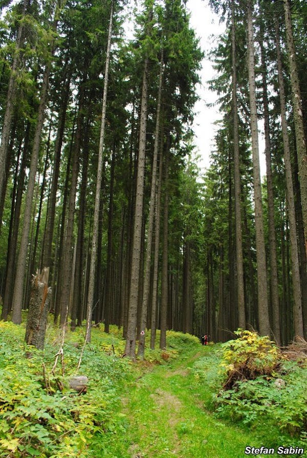 baiului-5.JPG