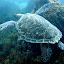 Tortue imbriquée