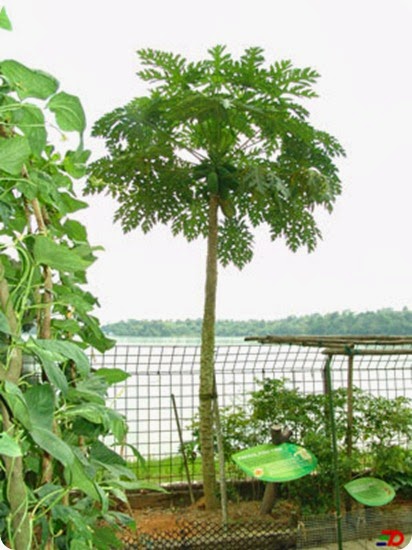 papaya-albero-xl2 papaya-albero-xl2