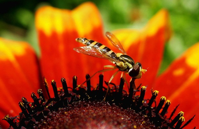 [insect%2520pollinated%2520flowers%255B17%255D.jpg]