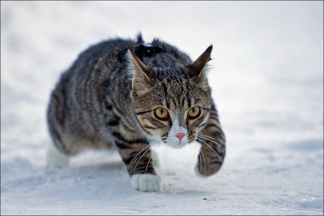 [cats-play-snow-19%255B2%255D.jpg]