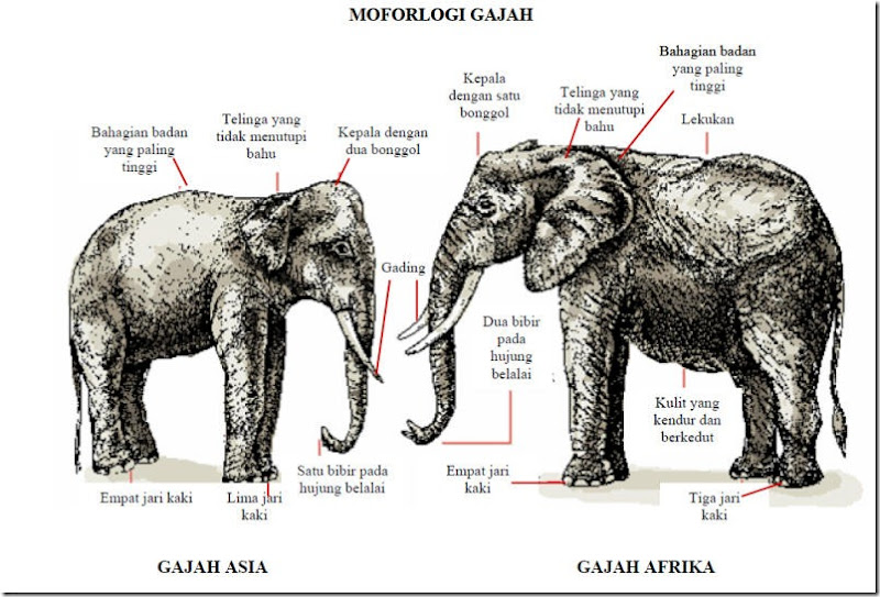 Gajah Gajah