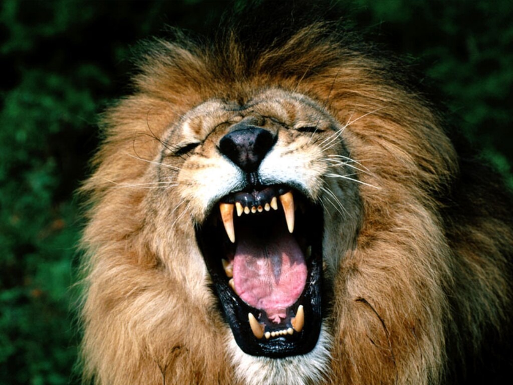 [Roaring-African-Lion%255B3%255D.jpg]