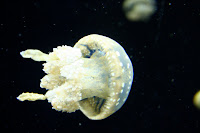 Tiny Jellyfish at Monteray Museum