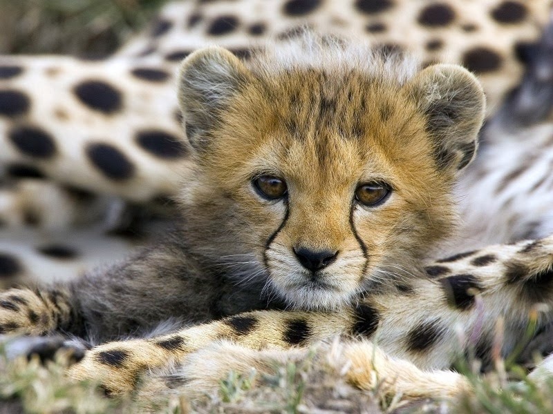 leopard-cub-animals