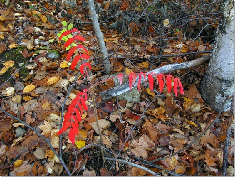 IMG_0013 IMG_0013