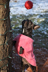 Are you hearing anything, Sharkey?  Holiday, or no holiday, squirrels need chasing.  That's just the way it is.
