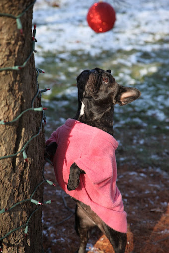 Are you hearing anything, Sharkey?  Holiday, or no holiday, squirrels need chasing.  That's just the way it is.