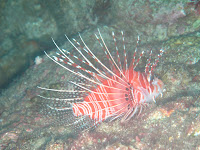 IMG_0981.JPG