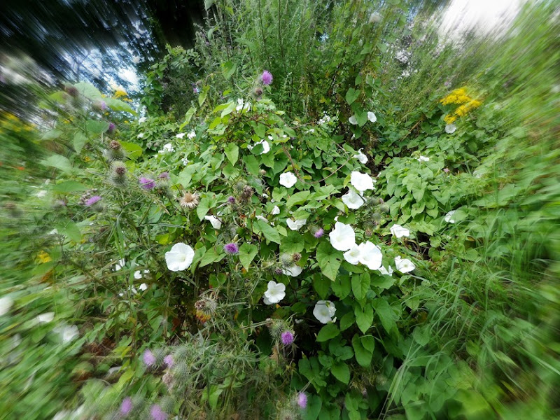 Purple thistle and white