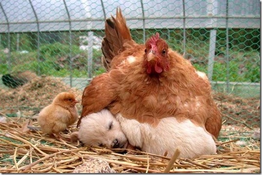 tired-cute-animals-17