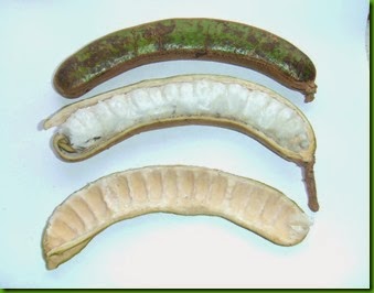 Inga striata Inga striata