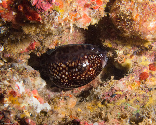 P5203577