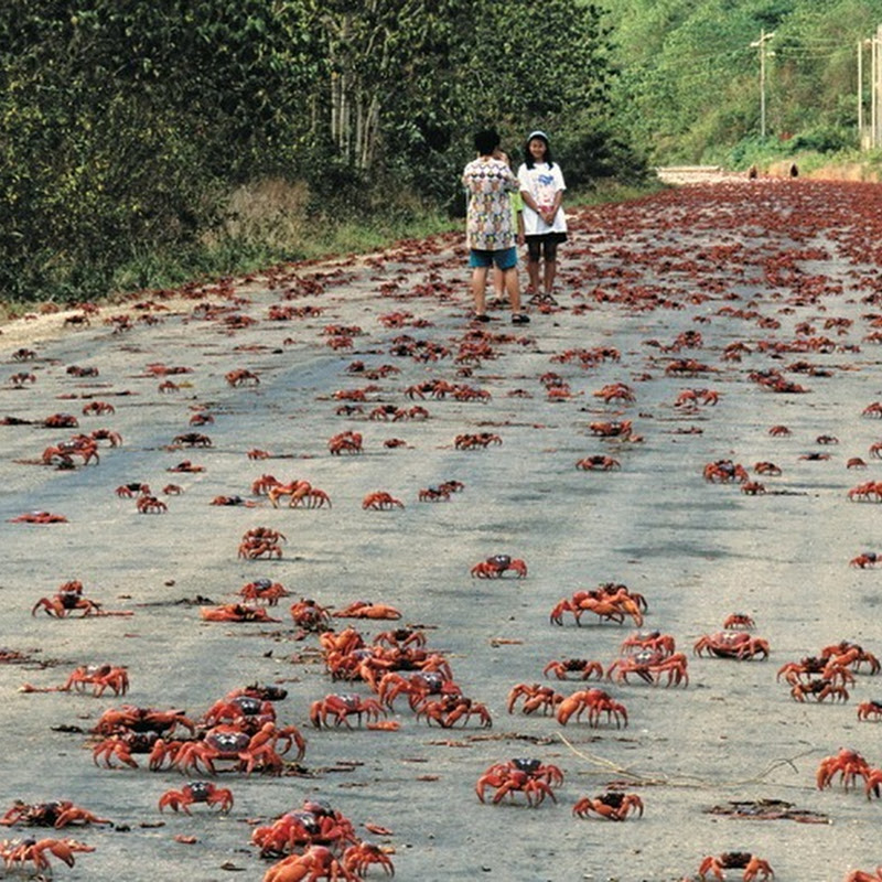 Annual Red Crab Migration on Christmas Island | Amusing Planet