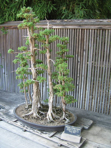 juniper forest bonsai