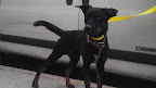 ZOKY Macho de 3 años el es un perrito muy especial testa en proceso de adaptación es muy tímido necesita una persona que le tenga paciencia y sepa ser su líder quien se interese en adoptarlo tendría que trabajar junto con nosotros un par de días excelente protector