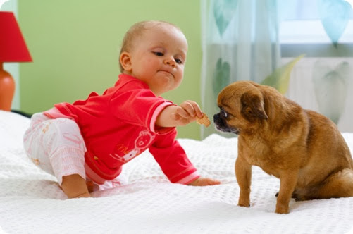 premios_y_snacks_para_perros premios_y_snacks_para_perros