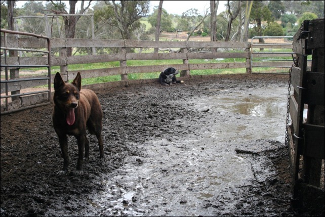 [dogs-force_thumb12.jpg]