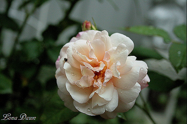 [GrussAnAachen_Antique%255B8%255D.jpg]