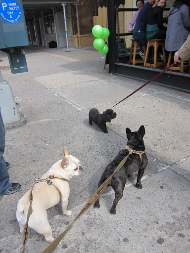Hey there, little friend!  I don't think this bar is the type that allows dogs in it.  Besides, you wouldn't want to get stepped on by some over-exuberant celebrators!