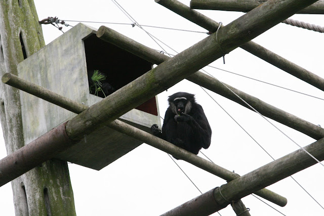 Funky Gibbon