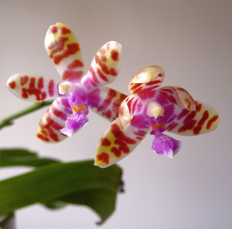 [013%2520Phalaenopsis%2520mariae%255B3%255D.jpg]