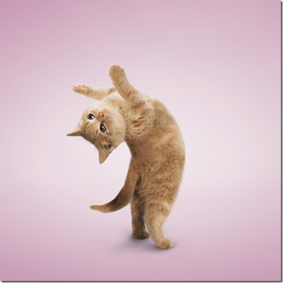 yogacats4 yogacats4