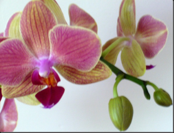 orchid 4