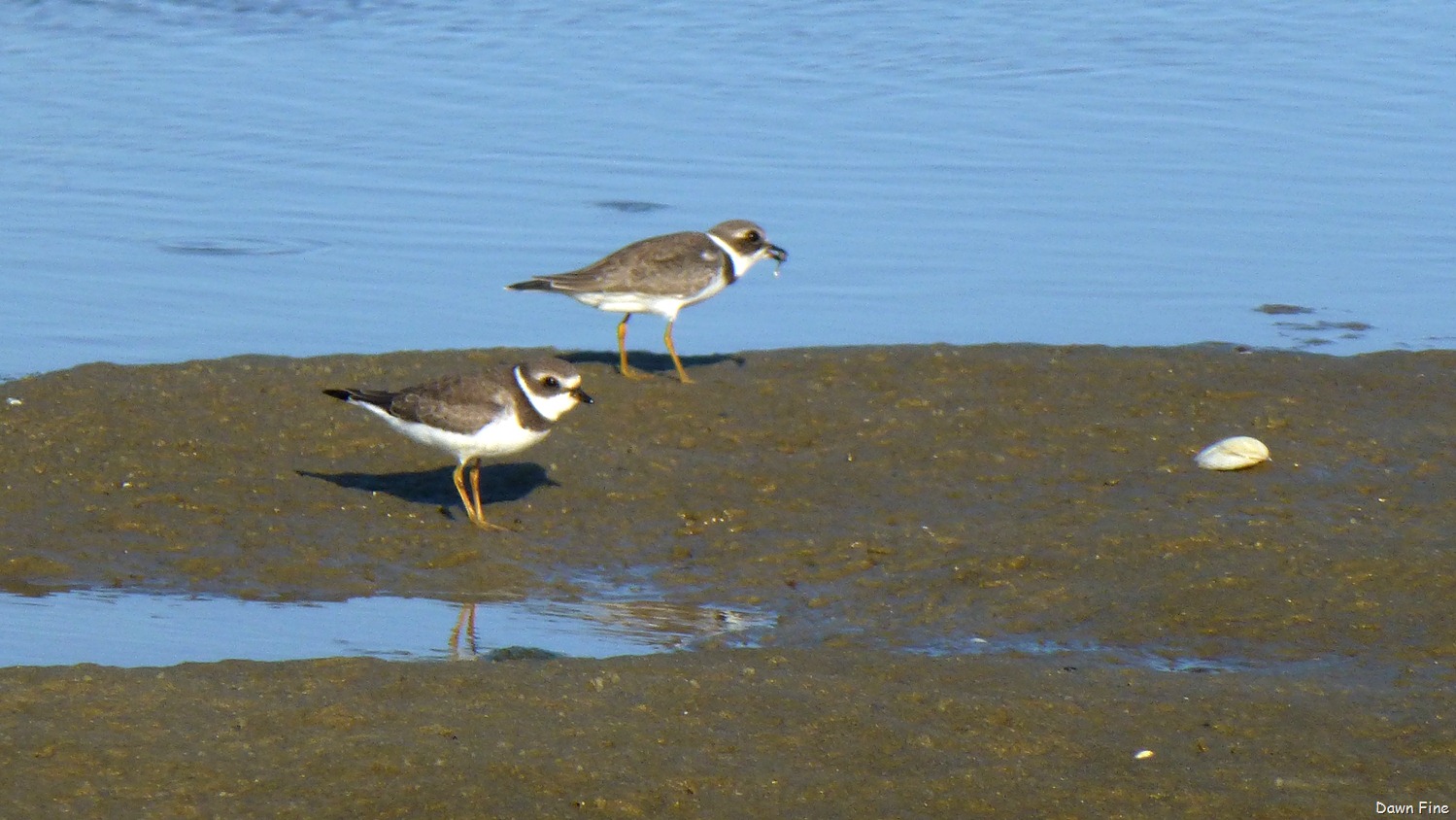 [tern%2520island%2520birding_039%255B8%255D.jpg]