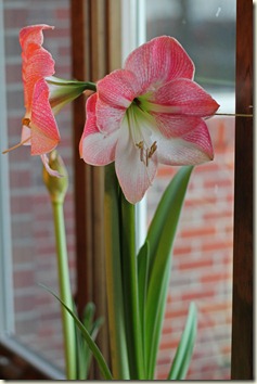 IMG_7823 IMG_7823